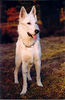 Weißer Schweizer Schäferhund Foto: weitblick.. (ID 33417) Weißer Schweizer Schäferhund Hund