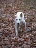 Weißer Schweizer Schäferhund Foto: Man sieht mir meine 11 Jahre noch nicht an (ID 21534) Weißer Schweizer Schäferhund Hund