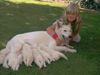 Weißer Schweizer Schäferhund Foto: Babys ab dem 4 September abzugeben.Tel.06624-7170 (ID 13679) Weißer Schweizer Schäferhund Hund