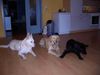 Weißer Schweizer Schäferhund Foto: Psst ich glaub die Katze ist ein Alien (ID 15186) Weißer Schweizer Schäferhund Hund