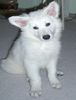 Weißer Schweizer Schäferhund Foto: Nochmal unser Kimba mit 9 Wochen (ID 27435) Weißer Schweizer Schäferhund Hund