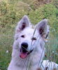 Weißer Schweizer Schäferhund Foto: Anakin (ID 33628) Weißer Schweizer Schäferhund Hund
