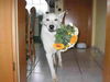 Weißer Schweizer Schäferhund Foto: Gratulation (ID 34126) Weißer Schweizer Schäferhund Hund