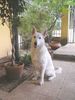 Weißer Schweizer Schäferhund Foto: Ich bin ein guter Hund (ID 20524) Weißer Schweizer Schäferhund Hund