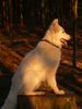 Weißer Schweizer Schäferhund Foto: Nouka bei einem schönen Waldspaziergang ( 1 3/4 Jahre alt) (ID 37567) Weißer Schweizer Schäferhund Hund
