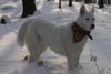 Weißer Schweizer Schäferhund Foto: Lara, so mag sie es (ID 10866) Weißer Schweizer Schäferhund Hund