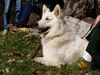 Weißer Schweizer Schäferhund Foto: Aslak 2 Jahre alt (ID 14272) Weißer Schweizer Schäferhund Hund