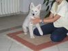 Weißer Schweizer Schäferhund Foto: Easy (ID 14200) Weißer Schweizer Schäferhund Hund