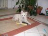 Weißer Schweizer Schäferhund Foto: Easy (ID 14201) Weißer Schweizer Schäferhund Hund