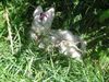 Weißer Schweizer Schäferhund Foto: Easy (ID 14199) Weißer Schweizer Schäferhund Hund