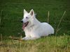 Weißer Schweizer Schäferhund Foto: Aslak (ID 14273) Weißer Schweizer Schäferhund Hund