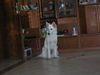 Weißer Schweizer Schäferhund Foto: Easy ist im Element (ID 16815) Weißer Schweizer Schäferhund Hund