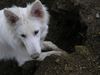 Weißer Schweizer Schäferhund Foto: Easy ist im Element (ID 16816) Weißer Schweizer Schäferhund Hund