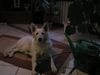 Weißer Schweizer Schäferhund Foto: Easy ist im Element (ID 16818) Weißer Schweizer Schäferhund Hund