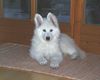 Weißer Schweizer Schäferhund Foto: House of white harmony´s Dakota (ID 9386) Weißer Schweizer Schäferhund Hund