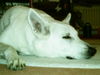Weißer Schweizer Schäferhund Foto (ID 41451) Weißer Schweizer Schäferhund Hund