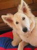 Weißer Schweizer Schäferhund Foto: Nouka mit 6 Monaten (ID 26916) Weißer Schweizer Schäferhund Hund