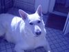 Weißer Schweizer Schäferhund Foto: Mein jetzt 6 1/2 hund 68cm und 48 kg Johnny (ID 21897) Weißer Schweizer Schäferhund Hund