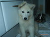 Weißer Schweizer Schäferhund Foto: Barkley mit ca. 10 Wochen (warte auf Futter, hab sooo Hunger) (ID 27177) Weißer Schweizer Schäferhund Hund