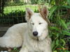Weißer Schweizer Schäferhund Foto: Barkley of White Condor (ID 33736) Weißer Schweizer Schäferhund Hund