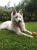 Weißer Schweizer Schäferhund Foto: Barkley of White Condor 14Monate (ID 33737) Weißer Schweizer Schäferhund Hund