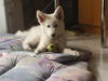 Weißer Schweizer Schäferhund Foto: finlay 9 wochen (ID 38042) Weißer Schweizer Schäferhund Hund