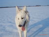 Weißer Schweizer Schäferhund Foto: Barkley(7Monate) im Schnee (ID 28443) Weißer Schweizer Schäferhund Hund