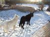 Weißer Schweizer Schäferhund Foto: Archil and Nero from Latvia (ID 29163) Weißer Schweizer Schäferhund Hund