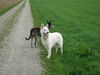 Weißer Schweizer Schäferhund Foto: Molly und Galgo Mischling Pachollo (ID 39382) Weißer Schweizer Schäferhund Hund