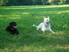 Weißer Schweizer Schäferhund Foto: Molly und Apollo (ID 39618) Weißer Schweizer Schäferhund Hund