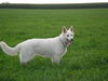 Weißer Schweizer Schäferhund Foto: Molly (ID 39328) Weißer Schweizer Schäferhund Hund