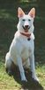 Weißer Schweizer Schäferhund Foto: Mein jetzt 6 1/2 hund 68cm und 48 kg (ID 21896) Weißer Schweizer Schäferhund Hund