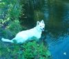 Weißer Schweizer Schäferhund Foto: Sky am Wasser (ID 20107) Weißer Schweizer Schäferhund Hund