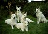 Weißer Schweizer Schäferhund Foto: Smooth White Bande (ID 10765) Weißer Schweizer Schäferhund Hund