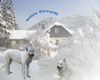 Weißer Schweizer Schäferhund Foto: Der nächste Winter kömmt bestimmt! (ID 26766) Weißer Schweizer Schäferhund Hund