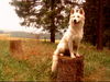 Weißer Schweizer Schäferhund Foto: Sky (ID 33626) Weißer Schweizer Schäferhund Hund
