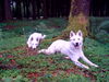 Weißer Schweizer Schäferhund Foto: Sky (ID 33627) Weißer Schweizer Schäferhund Hund