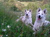 Weißer Schweizer Schäferhund Foto: Anakin (ID 33629) Weißer Schweizer Schäferhund Hund