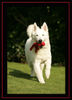 Weißer Schweizer Schäferhund Foto: Weisser Schweizer Schäferhund geb. 09.11.07 Elory of Moonlight Paradise (ID 42891) Weißer Schweizer Schäferhund Hund