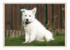 Weißer Schweizer Schäferhund Foto: Weisser Schweizer Schäferhund geb. 09.11.07 Elory of Moonlight Paradise (ID 42890) Weißer Schweizer Schäferhund Hund