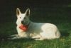 Weißer Schweizer Schäferhund Foto: Das war unsere liebste und treuste Hündinn die wir je hatten!Sie hat sich sehr gut im Hundesport gemacht, habe sie selber Ausgebildet!Allerdings ist sie auf Tragischer weise einen Tag nach Weinachten gestorben (ID 1655) Weißer Schweizer Schäferhund Hund