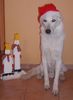 Weißer Schweizer Schäferhund Foto: OH du fröhliche (ID 9251) Weißer Schweizer Schäferhund Hund