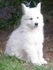 Weißer Schweizer Schäferhund Foto: Bonito-Snow vom Rüstjer Forst mit 7 Wochen (ID 33877) Weißer Schweizer Schäferhund Hund