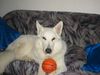 Weißer Schweizer Schäferhund Foto: mein ganzer stolz (ID 6829) Weißer Schweizer Schäferhund Hund
