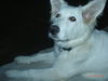 Weißer Schweizer Schäferhund Foto: Bin ich nicht schön?! Ich heiße Barkley of White Condor (ID 27167) Weißer Schweizer Schäferhund Hund