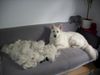 Weißer Schweizer Schäferhund Hund