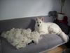 Weißer Schweizer Schäferhund Foto: die undendliche Geschichte... (ID 44656) Weißer Schweizer Schäferhund Hund