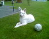 Weißer Schweizer Schäferhund Foto: Anka im garten,alter 4 jahre (ID 30919) Weißer Schweizer Schäferhund Hund