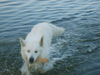 Weißer Schweizer Schäferhund Foto: Quew 7 jahre alt (ID 45962) Weißer Schweizer Schäferhund Hund
