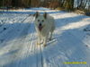 Weißer Schweizer Schäferhund Foto: schön kalt (ID 45964) Weißer Schweizer Schäferhund Hund